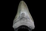 Fossil Megalodon Tooth - Glossy Enamel #92686-1